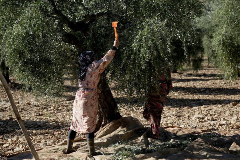The Syrian Sovereign Wealth Fund and “Iktifa” Company Demand a Share of Crops from Jandairis Farmers in Exchange for Continued Cultivation of Agricultural Lands