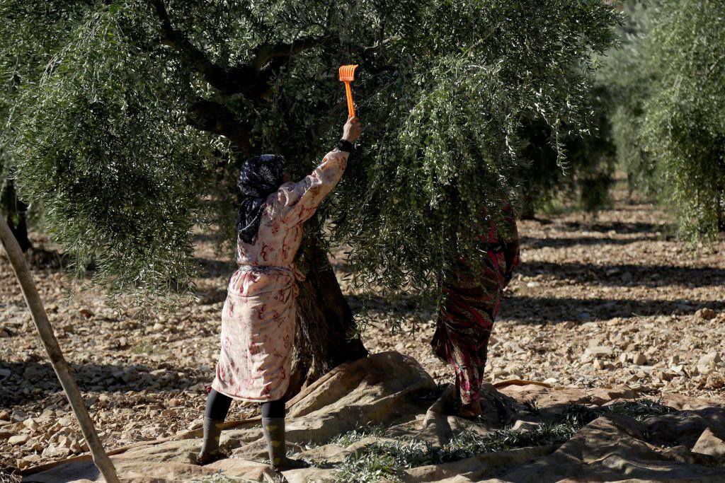 The Syrian Sovereign Wealth Fund and “Iktifa” Company Demand a Share of Crops from Jandairis Farmers in Exchange for Continued Cultivation of Agricultural Lands